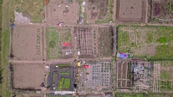 Neighbourhood Urban Garden Hands Grown Green Vegetables Agriculture City Citizens — Wideo stockowe