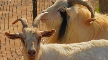 Keçi sakallı, gülümseyen beyaz keçi kameraya bakıyor. Yaz akşamında, çiftlikte, altın saat güneşinde boynuzlu keçi, hayvan portresi. Yavaş çekim.