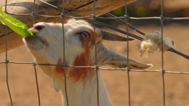 Yaz günü kırsal kesimde sebze yiyen sevimli genç keçi. Ontario, Kanada 'da bir evcil hayvan çiftliğinde yiyecek arayan bir çiftlik hayvanı. Çayırdaki çiftlik hayvanları..