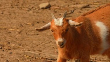 Yaz günü kırsal kesimdeki çiftlikte çok tatlı genç bir keçi. Ontario, Kanada 'da bir evcil hayvan çiftliğinde yiyecek arayan bir çiftlik hayvanı. Çayırdaki çiftlik hayvanları..
