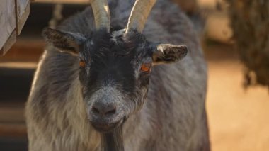 Keçi sakallı komik ve garip bir şekilde kameraya bakıyor. Yaz günü çiftlikte boynuzlu gri keçi, hayvan portresi..