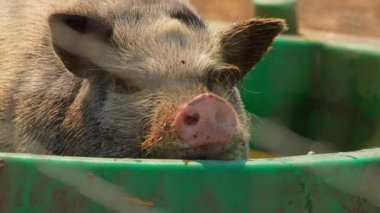 Göbekli domuz pis su havuzunda dinleniyor, yakın çekim. Vietnam çömleği göbek domuzu sıcak yaz akşamında çiftlikte ürer..