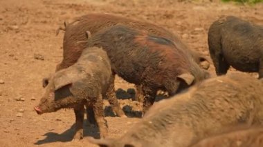 Domuzlar açık çiftlikte ağır çekimde, sıcak yaz akşamında. Çiftlik çamurunda komik pis domuzlar. Serbest çiftlikte evcil domuzlar var. Ağır çekimde hayvanlar portresi. Çiftlik hayvanları tarımı