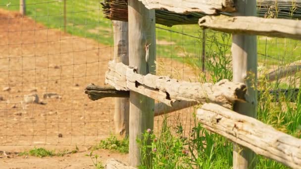 Sign Directions Gate Animal Feeding Farm Goats Sheep Ducks Cows — Stock Video