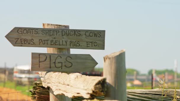 Útbaigazítást Kapunál Állateledel Farm Kecskék Birka Kacsa Tehenek Zebus Pot — Stock videók