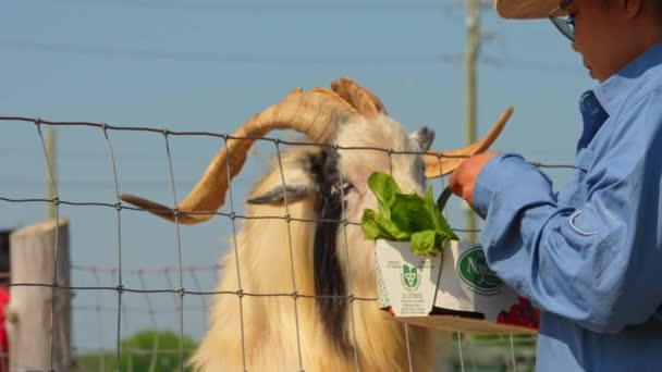 有趣的山羊与山羊胡子显示它的舌头 而吃新鲜蔬菜的手 饲养动物农场吸引游客 夏季休闲和娱乐 加拿大安大略省多伦多2023年6月4日 — 图库视频影像