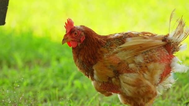 Grappige Eierlegger Kip Kip Zonder Veren Aan Achterkant Die Vrij — Stockvideo