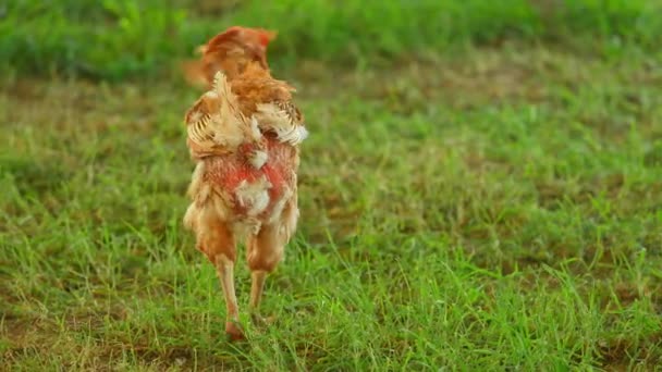 田舎の動物農場で自由に歩く背中の羽のないおかしい卵の層鶏や鶏 フリーレンジファームバード — ストック動画