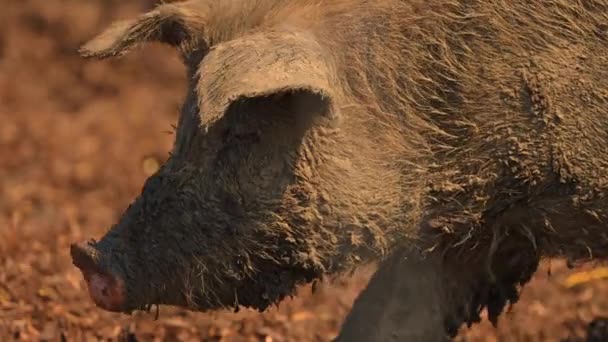 在露天农场的泥土里吃着猪 慢吞吞地走着 炎热的夏夜 农场烂泥中的搞笑的脏猪 自由放养的家畜 畜牧业 动物权利 — 图库视频影像