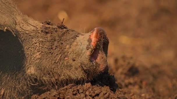 Açık Çiftlikte Domuz Burnu Sıcak Yaz Akşamı Çiftlik Çamurunda Komik — Stok video