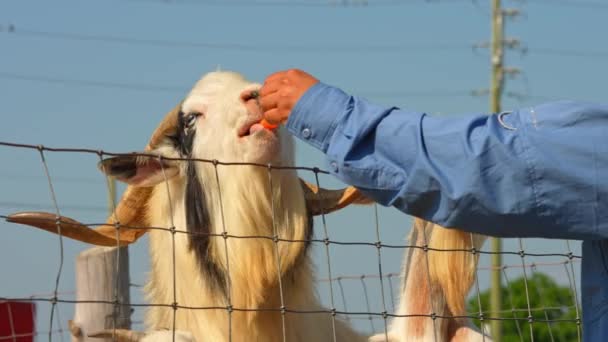 一对有山羊胡子的有趣的山羊一边吃游客手中的新鲜蔬菜 一边露出舌头和可爱的脸 夏天农场里长着长长的弯曲长角的毛山羊 — 图库视频影像