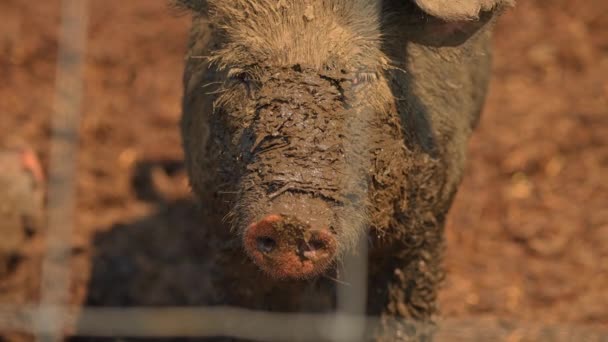 オープンファームで汚れた豚 ゆっくりとした動き 暑い夏の夕方 牧場泥の中の汚れた豚 家畜は自由範囲で飼育されています 家畜農業 動物の権利 — ストック動画