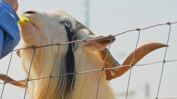 Divertido Par Cabras Con Perilla Muestra Sus Lenguas Caras Lindas — Vídeo de stock
