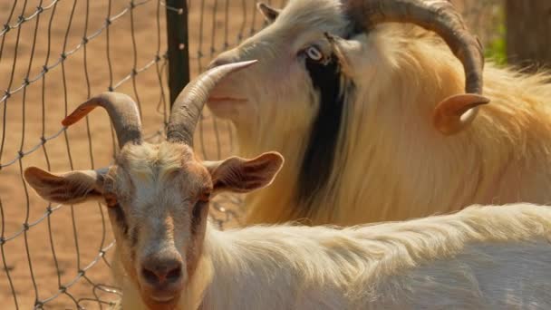 用山羊胡子的眼神微笑着的白山羊 看着相机 夏天的黄昏 山羊与角在金色的太阳下 在农场里 动物的肖像 慢动作 — 图库视频影像