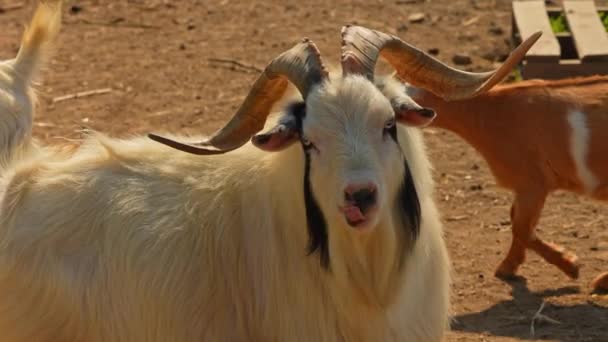 Linda Cabra Granja Rural Durante Día Verano Animales Granja Que — Vídeo de stock