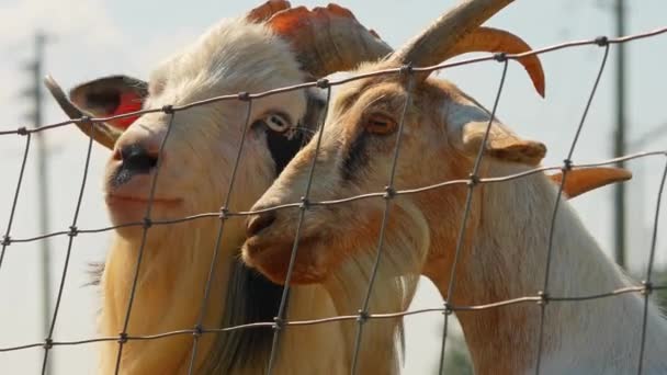 Lustiges Ziegenpaar Mit Spitzbart Zeigt Seine Zunge Und Putzigen Gesichter — Stockvideo