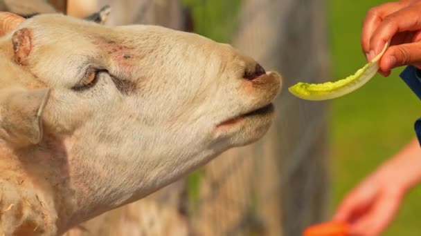 おかしい羊は 観光客の手から新鮮な野菜を食べながら舌を示しています 毛深い羊の顔の肖像画は 農場の夏の日に閉じています スローモーション — ストック動画