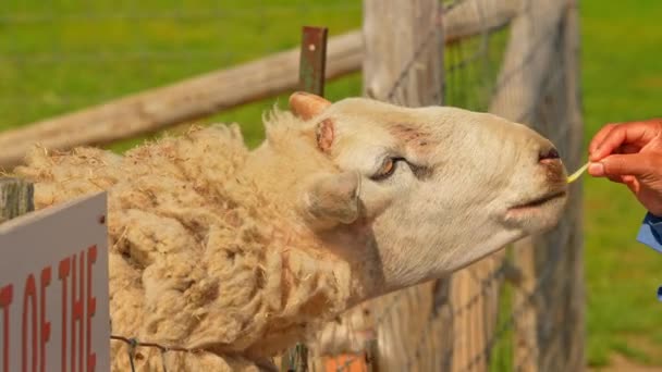 有趣的羊在吃游客手中的新鲜蔬菜时露出舌头 饲养动物农场吸引游客 夏季休闲和娱乐 慢动作 — 图库视频影像