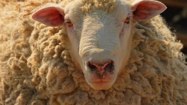 Χαριτωμένα Πρόβατα Στην Ύπαιθρο Αγρόκτημα Χωριό Κοντινό Πλάνο Πρόσωπο Του — Αρχείο Βίντεο