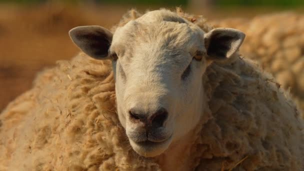 乡村农田里可爱的羊 近照的古玩漂亮而毛茸茸的羊 看着相机 慢镜头下的动物肖像 畜牧业 动物权利 — 图库视频影像