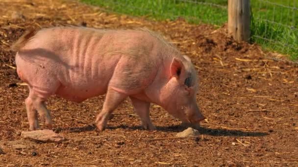 粉红猪在尘土中寻找食物 靠近点 炎热的夏夜 无毛猪在农村农场繁殖 慢动作 — 图库视频影像