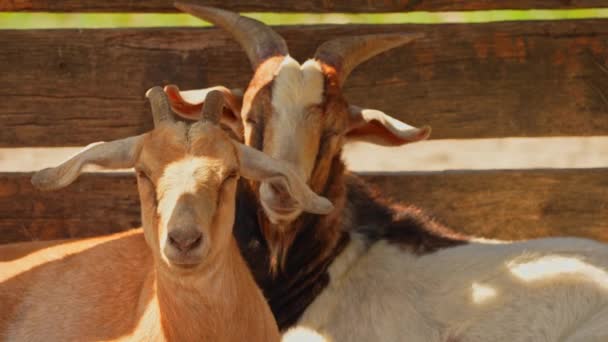 雌雄山羊躲藏在阴影下 在酷暑中呼吸急促 仲夏季节 农场或牧场上的牲畜 健康的山羊肖像画 — 图库视频影像