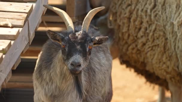 Funny Weird Smiling Goat Goatee Staring Looking Camera Grey Goat — Stock Video
