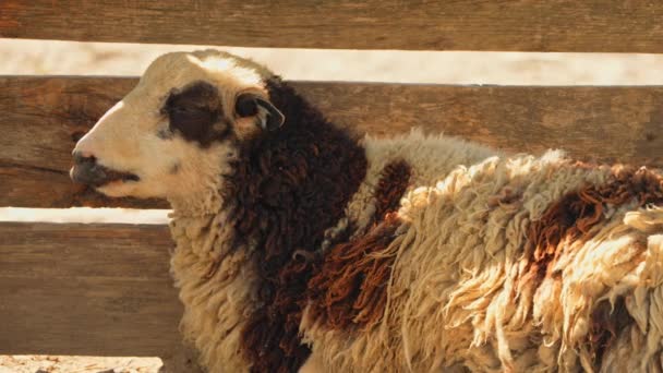 羊躲藏在阴影下 在酷暑中呼吸急促 仲夏季节 农场或牧场上的牲畜 健康的羊的肖像 — 图库视频影像