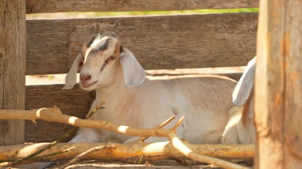 小山羊躲藏在阴影下 在酷暑中呼吸急促 仲夏季节 农场或牧场的牲畜 健康的山羊肖像画 — 图库视频影像