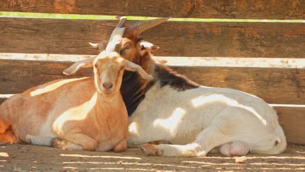 成群的农场动物 绵羊和山羊躲藏在酷暑的阴影下 仲夏季节 农场或牧场的牲畜 健康的山羊和绵羊 — 图库视频影像