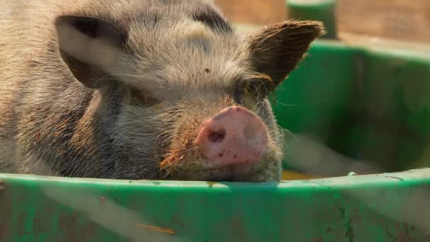 汚れた水プールでリラックスしたポットベリブタ 夏の暑い夜に田舎の農場でベトナムのポテトベリー豚の品種 — ストック動画