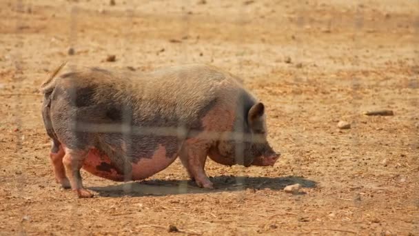 Porco Barrigudo Procura Comida Perto Vietnamita Pote Barriga Porco Raça — Vídeo de Stock