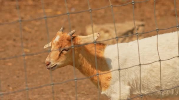 Cabra Jovem Bonito Fazenda Rural Durante Dia Verão Animal Fazenda — Vídeo de Stock