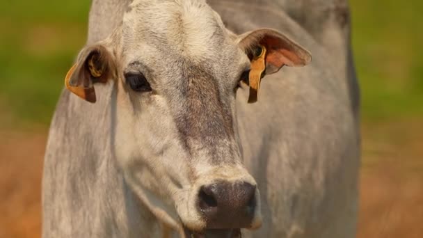 Vaca Zebu Ganado Doméstico Granja Durante Verano Caluroso Alimentación Animales — Vídeo de stock