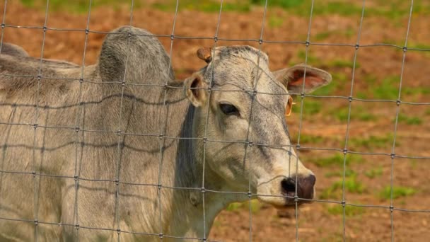 Vache Zebu Bétail Domestique Ferme Pendant Été Chaud Alimentation Des — Video