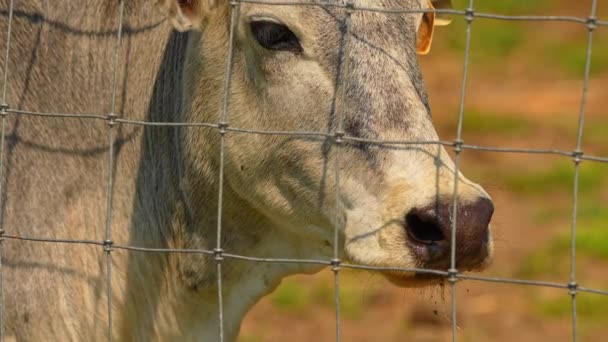 Kráva Zebu Domácí Skot Farmě Během Horkého Léta Krmení Zvířat — Stock video
