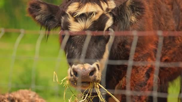 牛の頭のゆっくりとした動き カナダの夏の干し草に牛の牛の牧草 ブラウンはロングホーンズの動物の肖像画を発見した 田舎の農場でかわいい動物のチューイング草 農業について — ストック動画