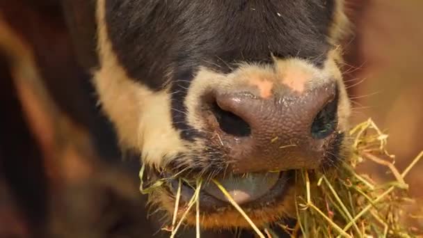 Mastica Vaca Negra Blanca Primer Plano Cabeza Peluda Cámara Lenta — Vídeos de Stock