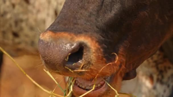 Movimiento Lento Nariz Vaca Los Labios Cierran Vaca Bovina Pastando — Vídeos de Stock