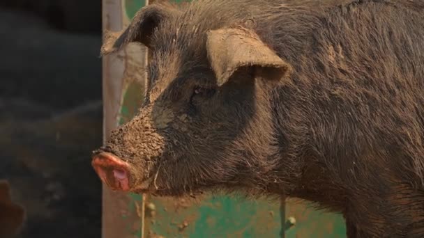 オープンファームのスローモーションでの汚れの悲しい豚 観光客 夏のレジャーやエンターテイメントのための動物農場のアトラクションを提供します スローモーション — ストック動画