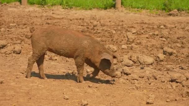 Porcos Sujeira Fazenda Aberta Câmera Lenta Noite Quente Verão Porcos — Vídeo de Stock