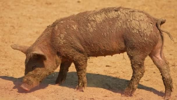 在露天农场慢动作的泥巴里吃着猪 给农场里的动物喂食吸引游客 放暑假和娱乐 慢动作 — 图库视频影像