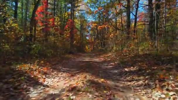 Strahlende Herbstsonne Und Schatten Einem Leeren Tunnel Aus Bäumen Pov — Stockvideo