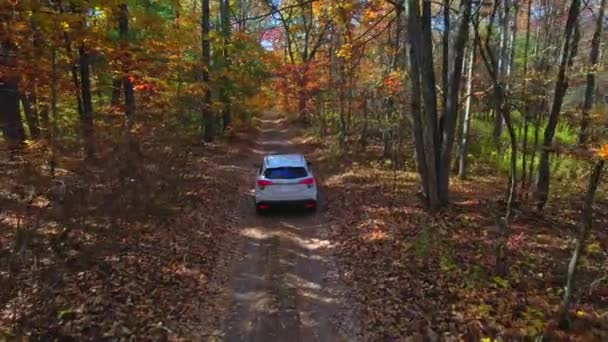 Suv車両の移動は 赤とオレンジの木で形成された壮大な秋の森林トンネルをゆっくりと駆動します 太陽の光と影は 秋に公園の素晴らしい景色を眺めることができます 秋の自然と森 — ストック動画