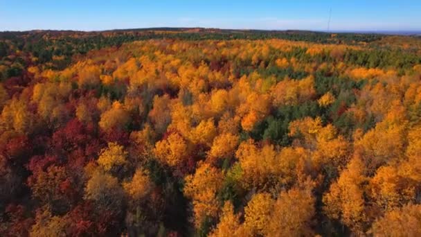 Beleza Impressionante Outono Natureza Canadense Uma Perspectiva Aérea Tirar Fôlego — Vídeo de Stock