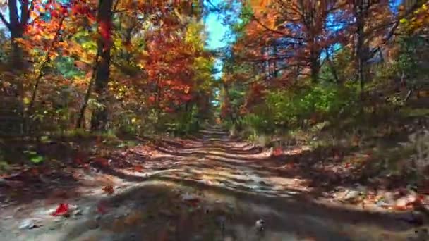 Φθινόπωρο Φύση Και Δασικός Δρόμος Πίσω Από Την Πινακίδα Οδήγησης — Αρχείο Βίντεο