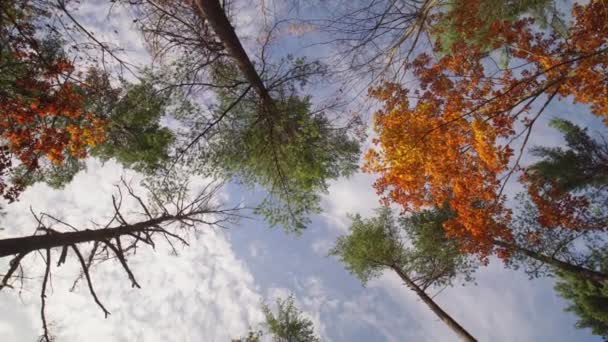 カラフルな秋は広いレンズビューを残しています オレンジと黄色の葉が付いている秋の木の下からのゆっくりした回転 季節の山林について 落ち着いた森を眺める — ストック動画