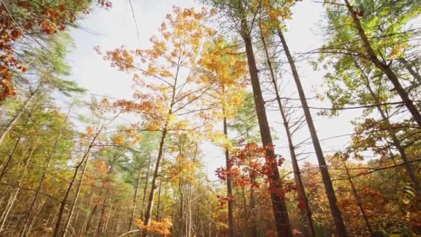 加拿大安大略省科堡镇森林的全景 秋天的色彩 史诗般的秋天季节色彩 广角镜头9毫米 — 图库视频影像
