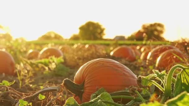 カボチャの収穫と牧歌的な秋の農場の風景 10月は日没の黄金の時間の間に農地でカボチャを熟す 映画感謝祭の日の準備あなた自身のカボチャの観光客を選ぶ — ストック動画