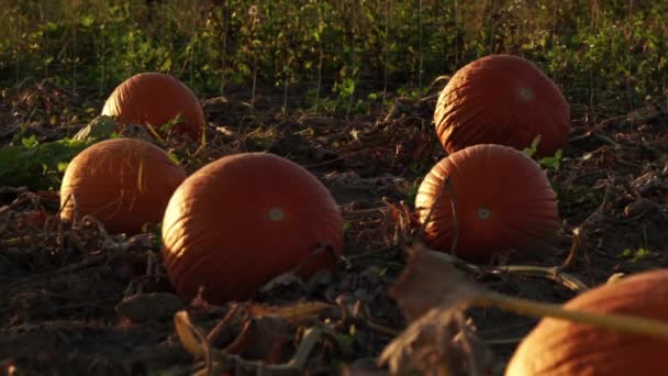 Colheita Abóbora Dia Ação Graças Hora Ouro Fazenda Com Abóboras — Vídeo de Stock